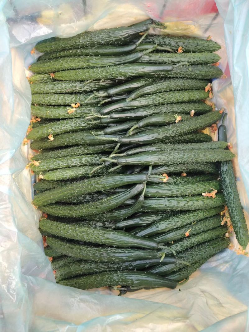 暖棚密刺黄瓜干花青瓤油瓜