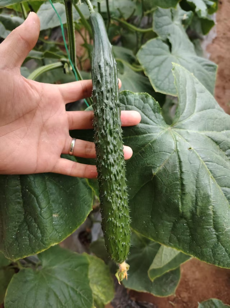 暖棚密刺黄瓜干花青瓤油瓜