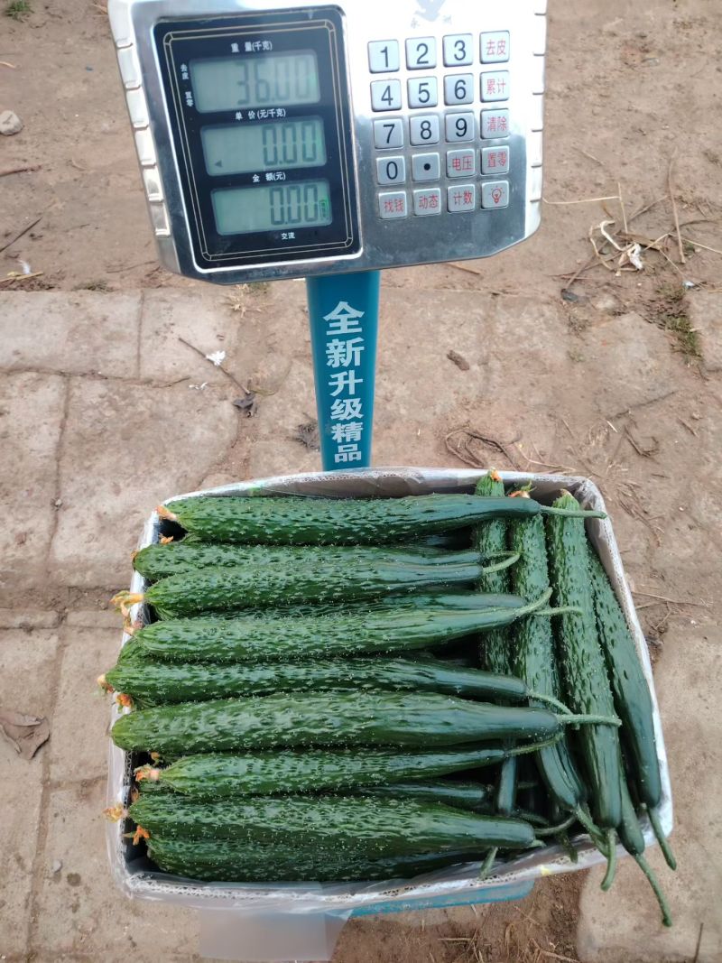 暖棚密刺黄瓜干花青瓤油瓜