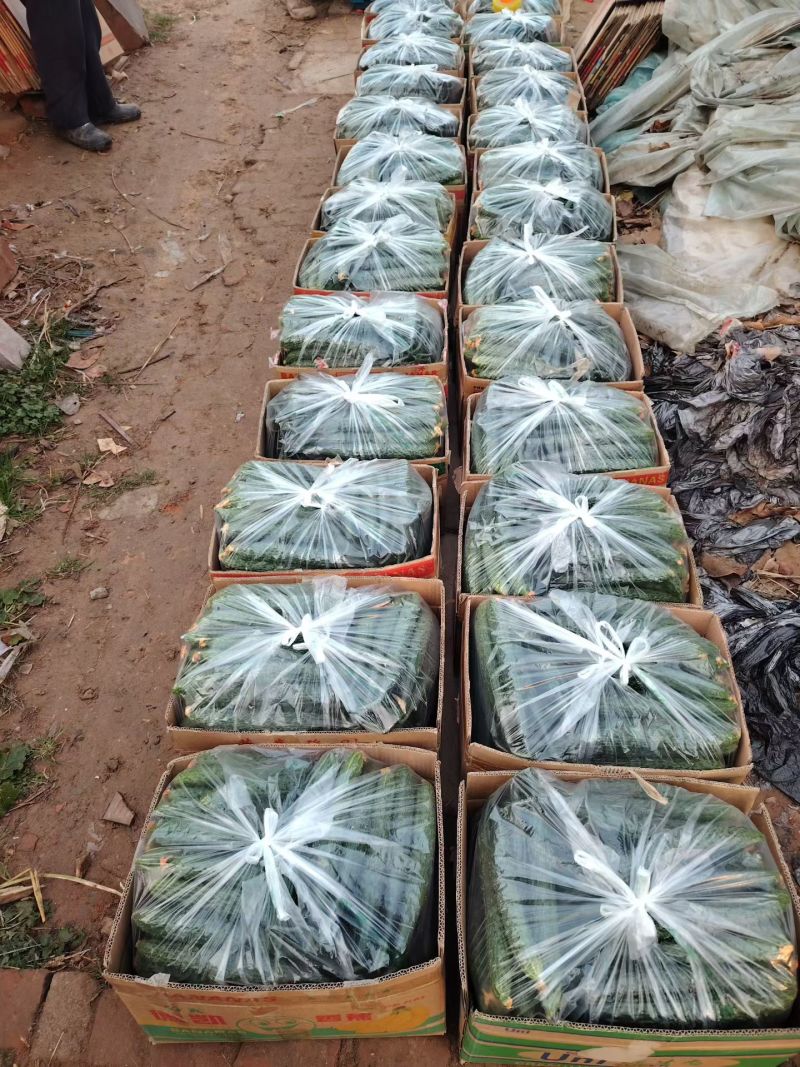 暖棚密刺黄瓜干花青瓤油瓜