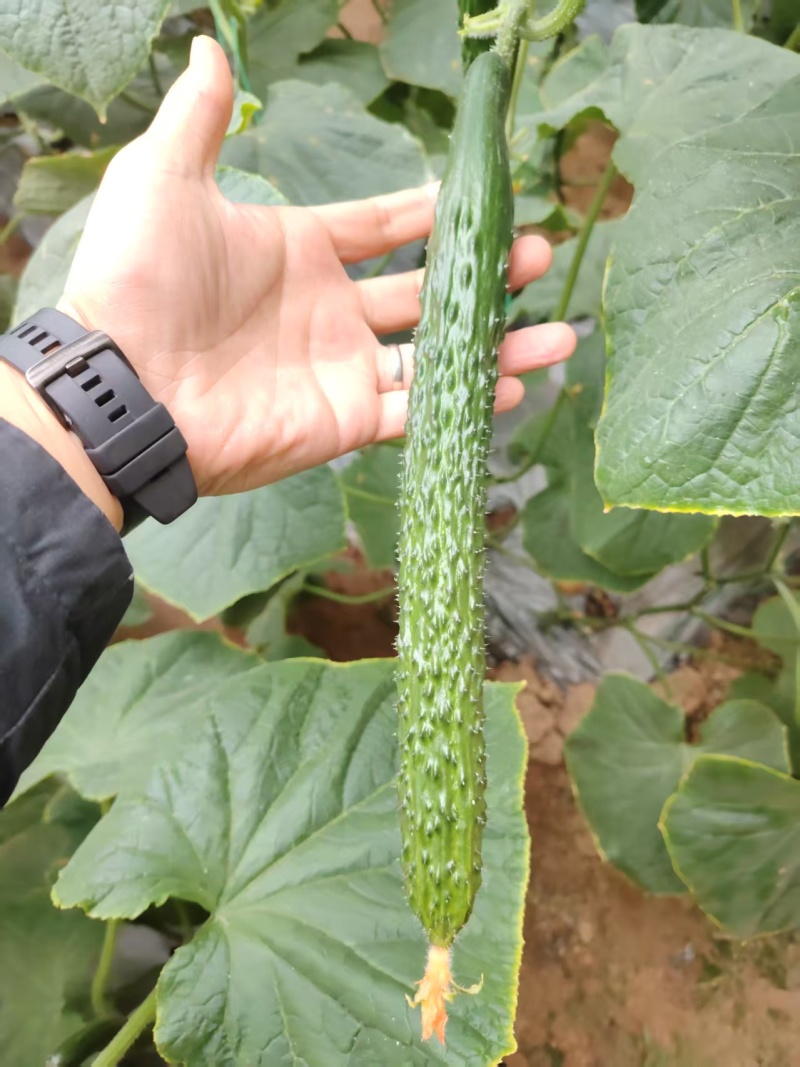 暖棚密刺黄瓜干花青瓤油瓜