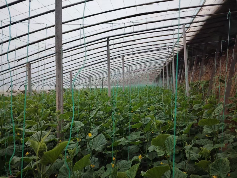 暖棚密刺黄瓜干花青瓤油瓜