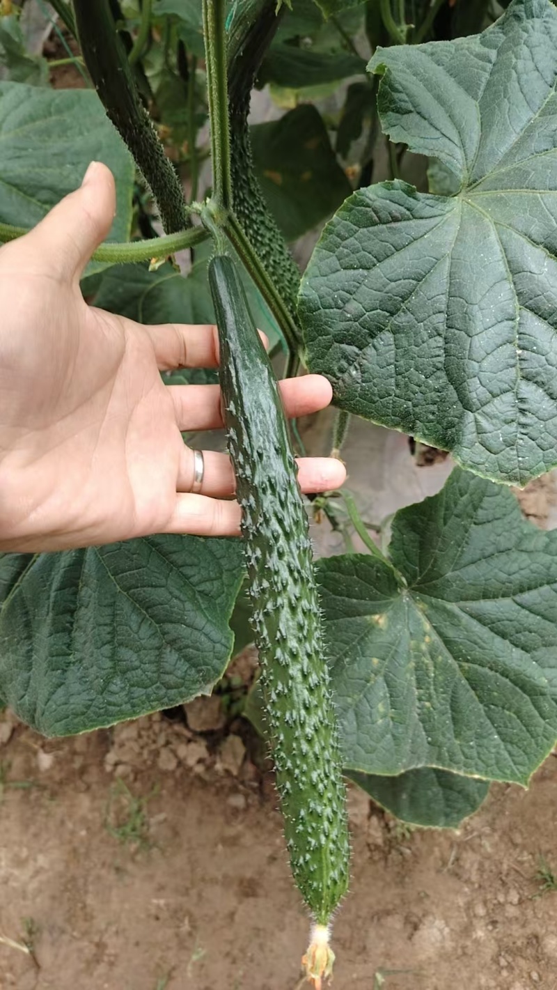 暖棚密刺黄瓜干花青瓤油瓜