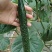 暖棚密刺黄瓜干花青瓤油瓜