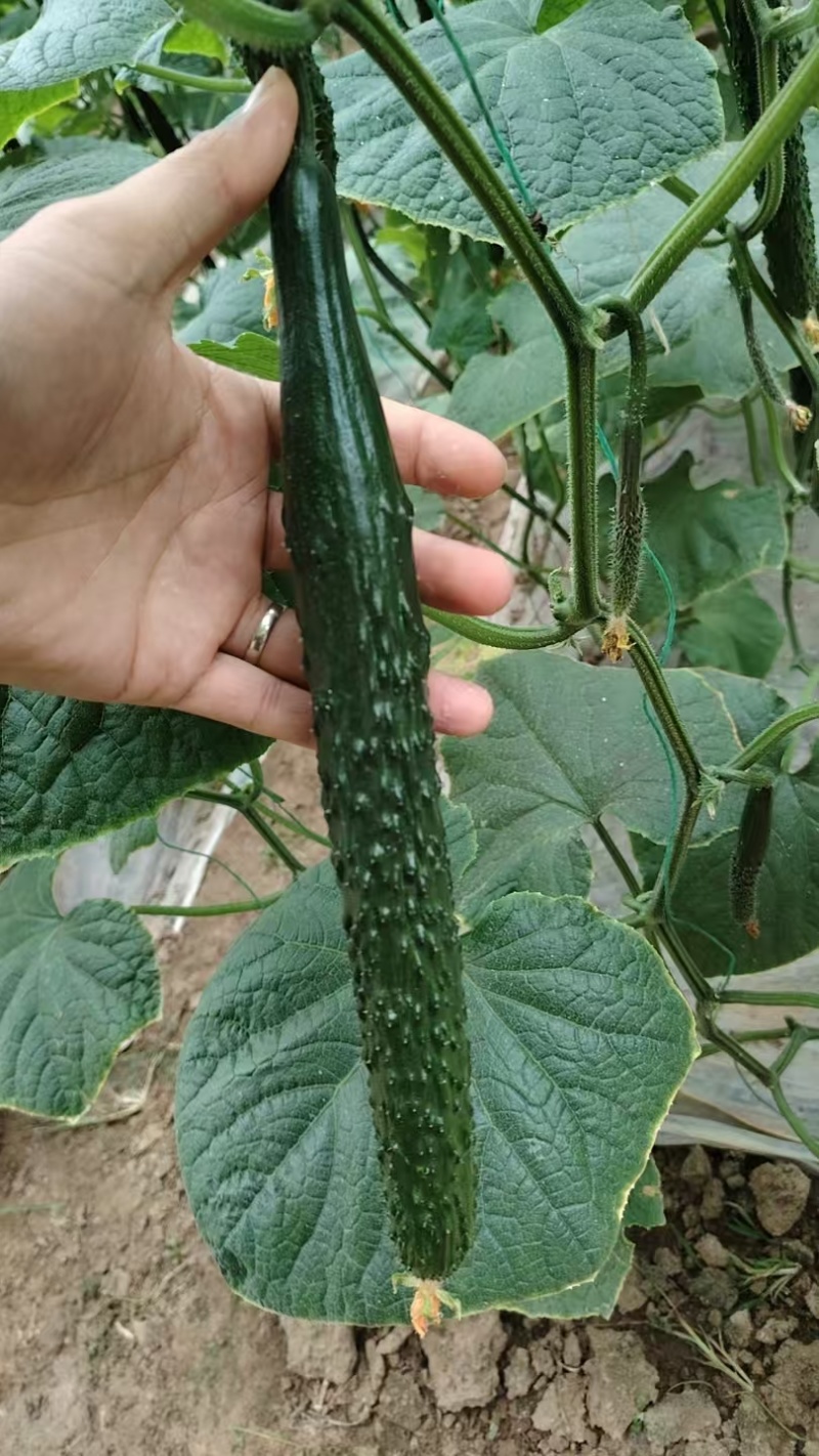 暖棚密刺黄瓜干花青瓤油瓜