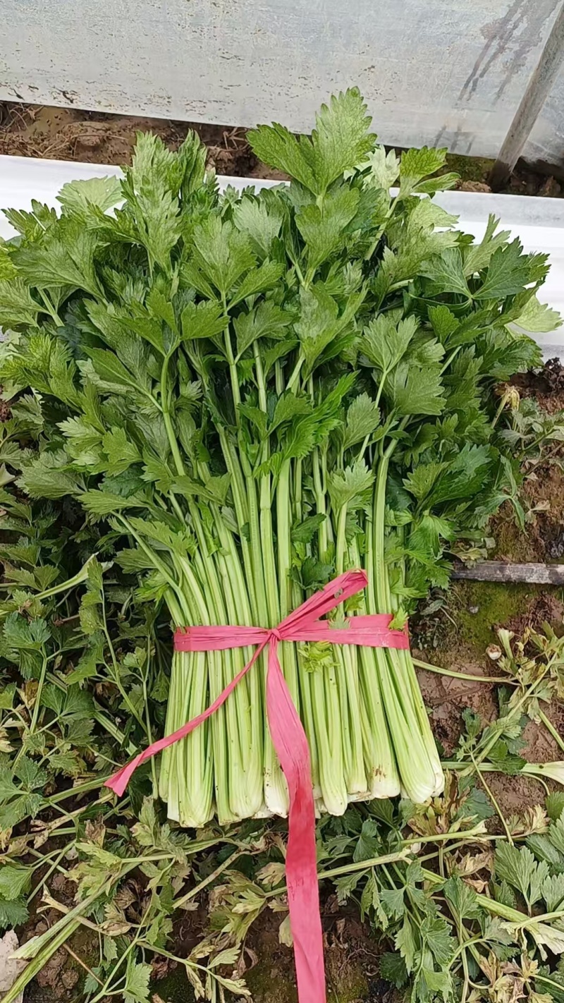 暖棚芹菜大量上货