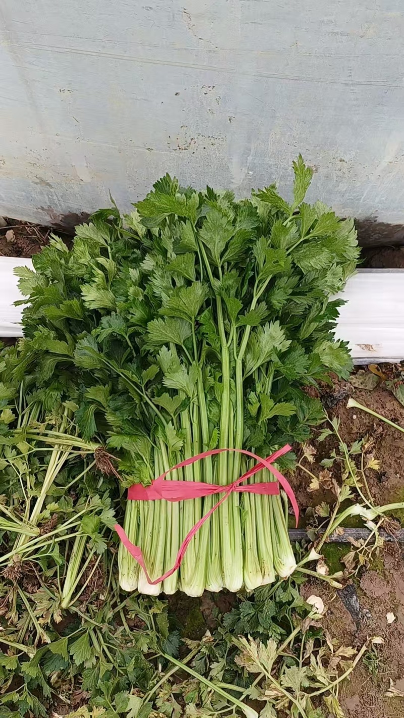 暖棚芹菜大量上货