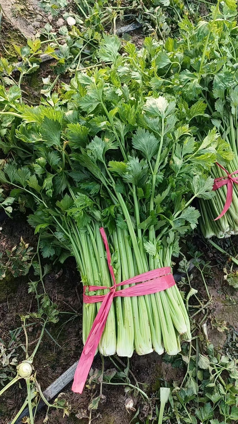 暖棚芹菜大量上货