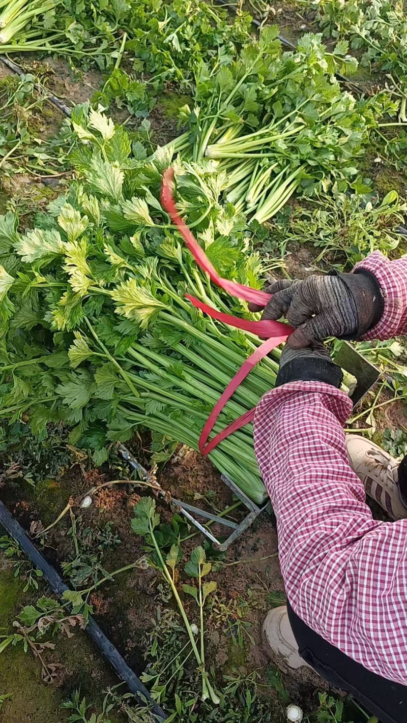 暖棚芹菜大量上货