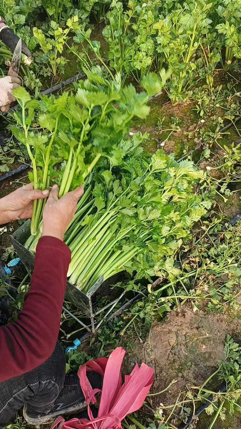 暖棚芹菜大量上货