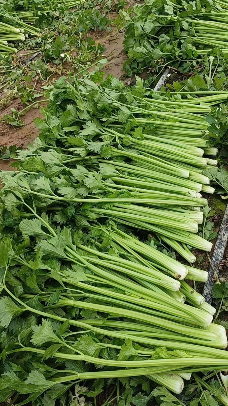 暖棚芹菜大量上货