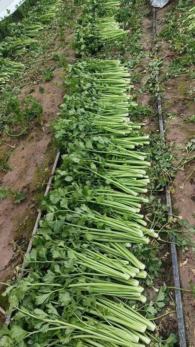 暖棚芹菜大量上货