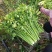 暖棚芹菜大量上货