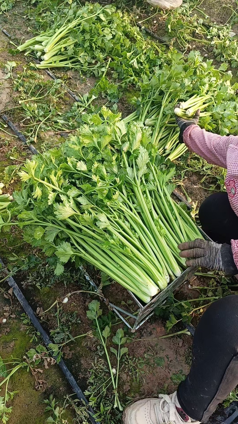 暖棚芹菜大量上货