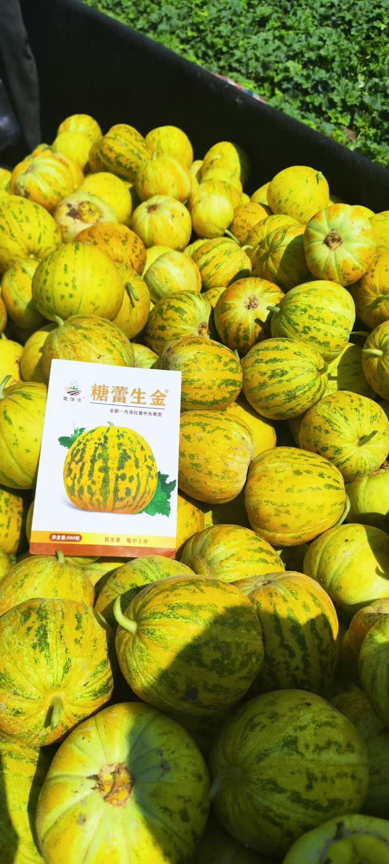糖蕾生金八里香甜瓜种子中大果型高糖果皮亮红黄色甜瓜种子
