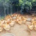 180天以上的五谷杂粮散养胡须鸡