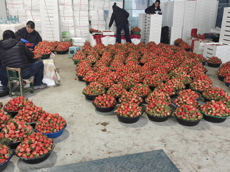 宁玉草莓一手货源量大从优品种保证全国发货