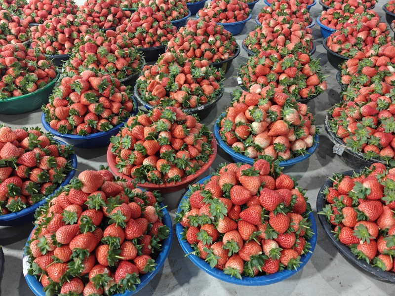 宁玉草莓一手货源量大从优品种保证全国发货