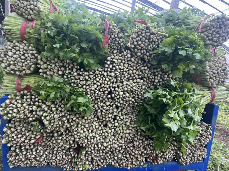 西芹大量上市中，真诚欢迎各地老板前来采购，