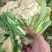 推荐菜花松花菜有机花产地直供货源充足实力代发全国