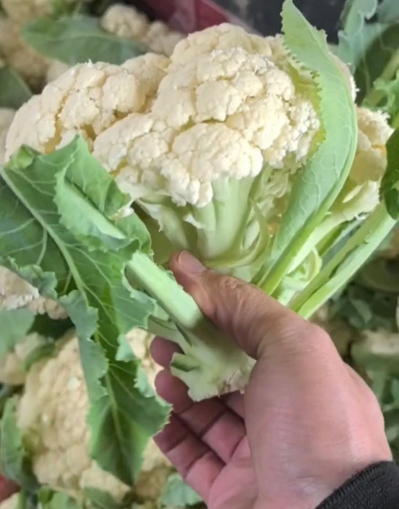 推荐菜花松花菜有机花产地直供货源充足实力代发全国