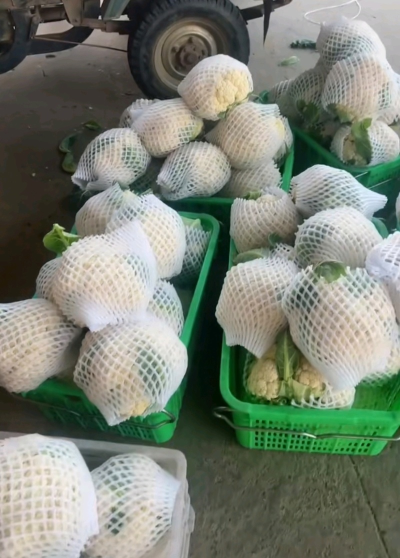 推荐菜花松花菜有机花产地直供货源充足实力代发全国