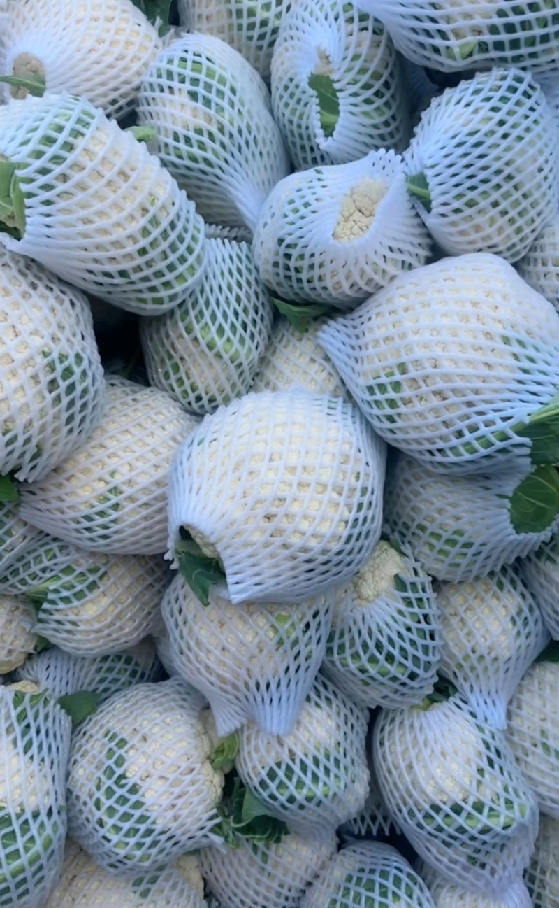推荐菜花松花菜有机花产地直供货源充足实力代发全国