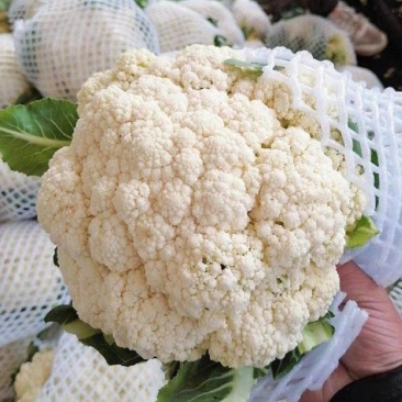 推荐菜花松花菜有机花产地直供货源充足实力代发全国