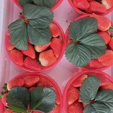 宁玉草莓一手货源量大从优品种保证全国发货