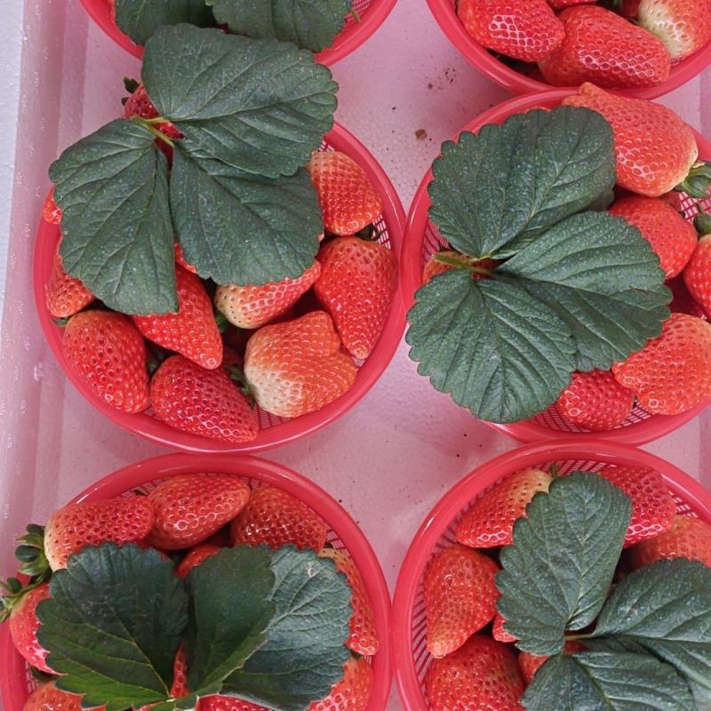 宁玉草莓一手货源量大从优品种保证全国发货