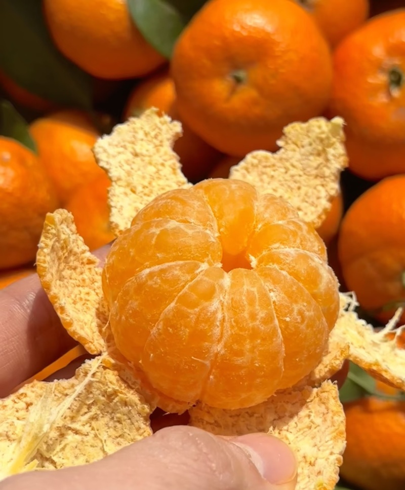 广西正宗砂糖橘/价格低/价可谈/产地直发/售后保证