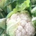 【精选】福建松花菜精品菜花价格实惠实力供全国商超