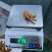 先炸后卤纯干货五香卤爪商超农贸批发熟食卤菜地摊**