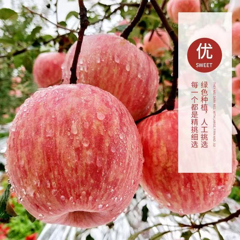 【推荐】灵宝红富士苹果/品质保证/支持批发一件代发/电询