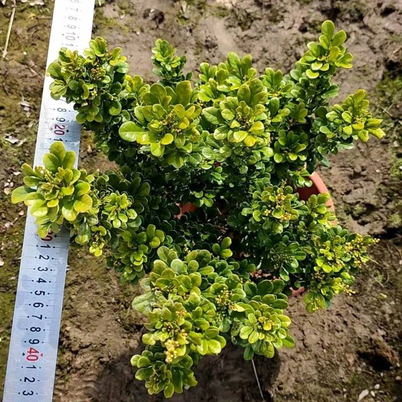 米仔兰高50公分，四季常绿，开花芳香，中山发货