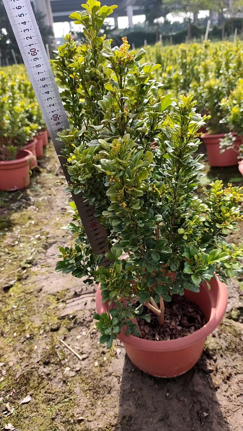 米仔兰高50公分，四季常绿，开花芳香，中山发货