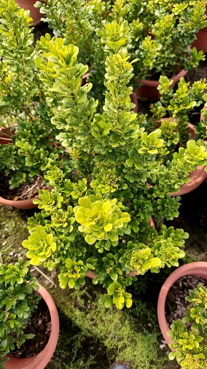 米仔兰高50公分，四季常绿，开花芳香，中山发货
