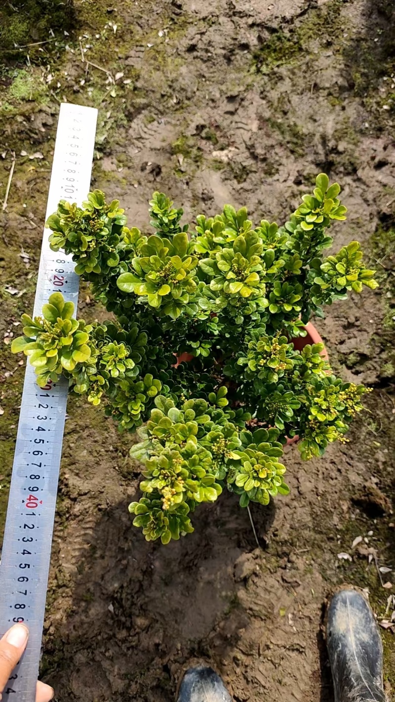 米仔兰高50公分，四季常绿，开花芳香，中山发货
