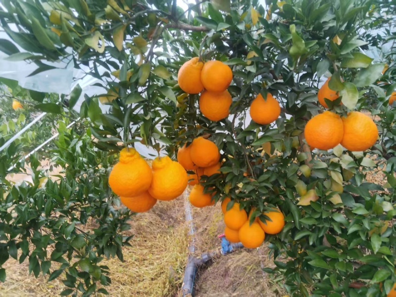 精品耙耙柑产地一手货源全国发货量大价优欢迎随时联系