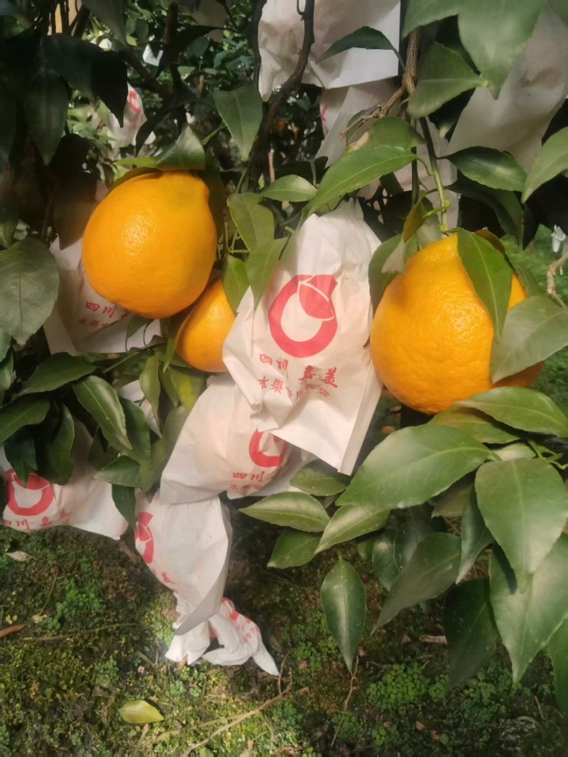 精品耙耙柑产地一手货源全国发货量大价优欢迎随时联系