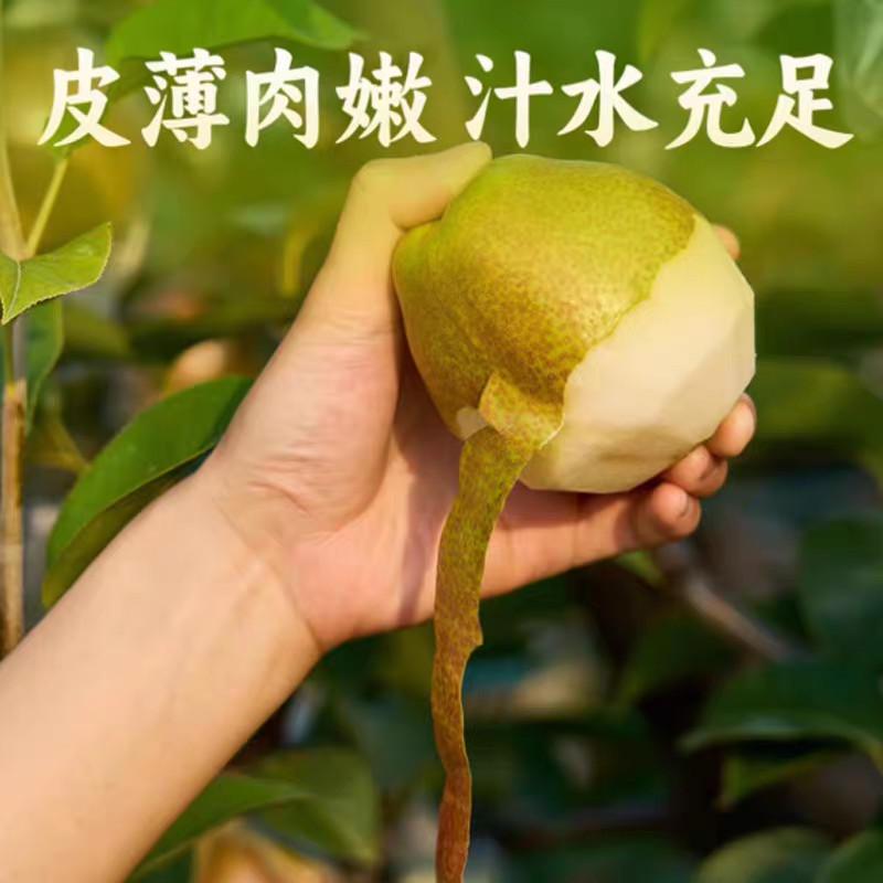 【荐】山东媚梨七号清甜脆爽口口爆汁一件也是批发价