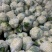 【热卖中】福建精品菜花松花菜基地直供一手货源供全国