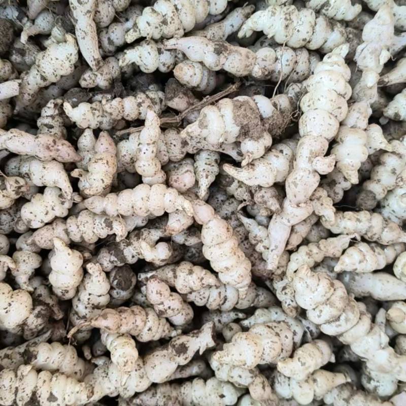 新鲜螺丝菜