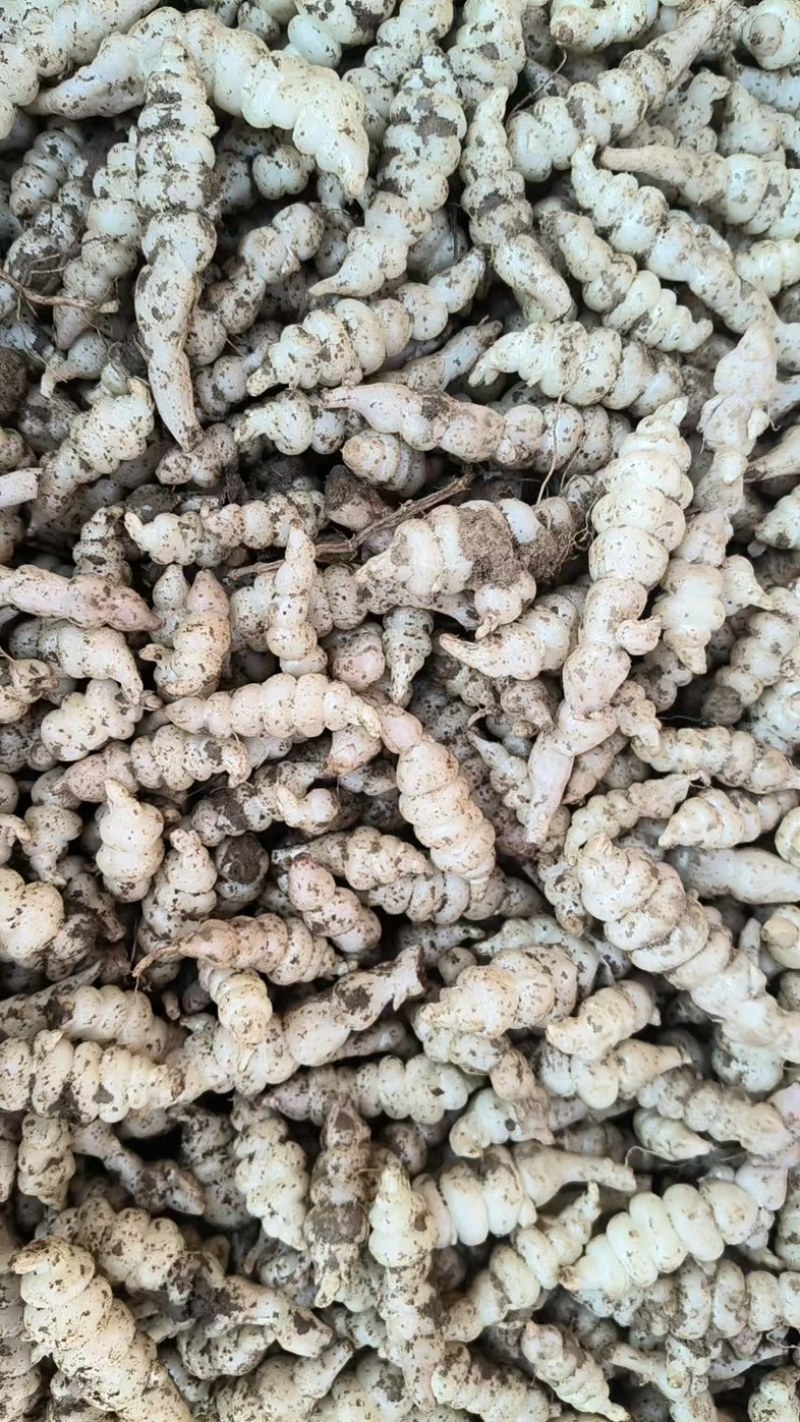新鲜螺丝菜