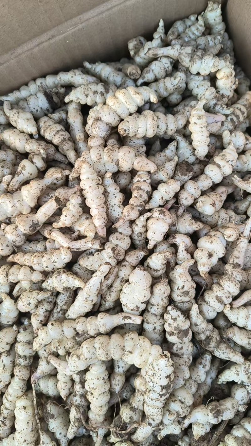 新鲜螺丝菜