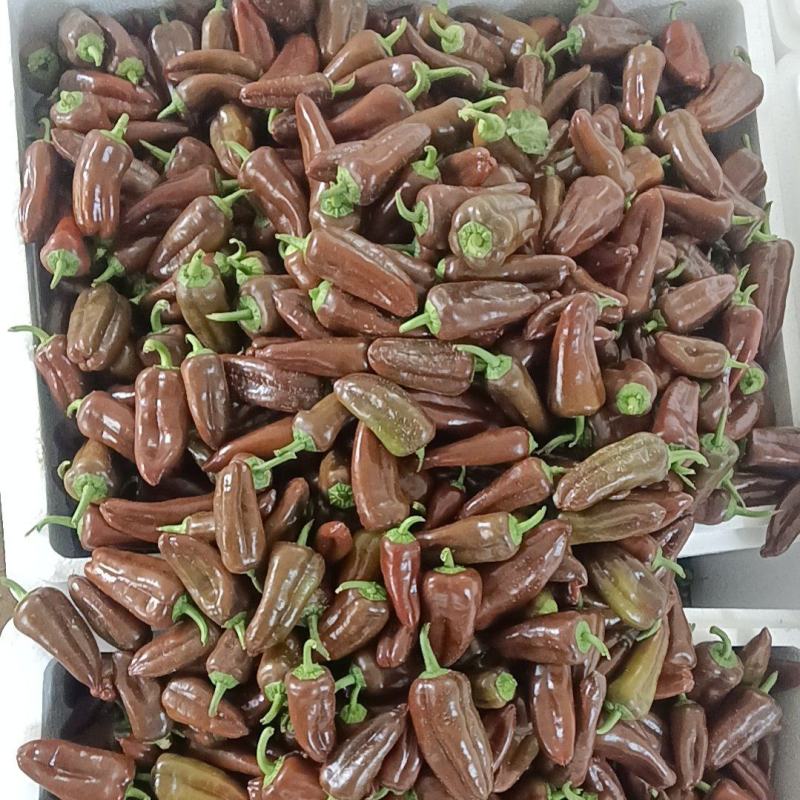 咖啡色水果椒，超甜，棕色水果椒