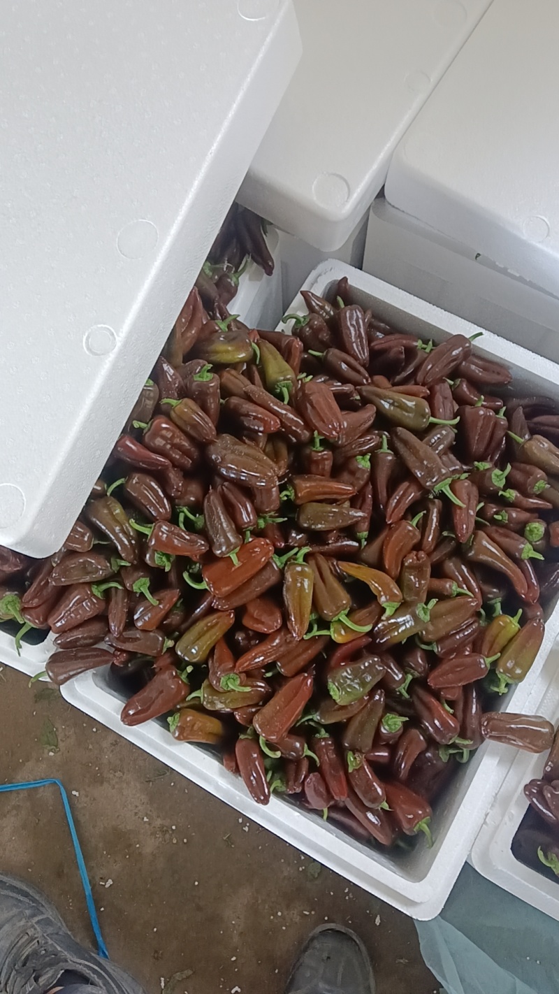 咖啡色水果椒，超甜，棕色水果椒