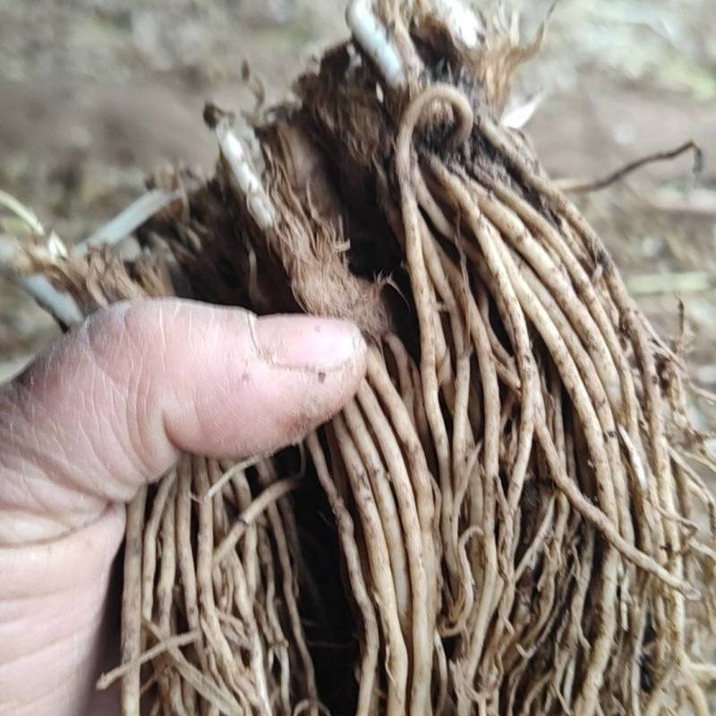 二茬韭菜根大量上市了欢迎各地客商采购
