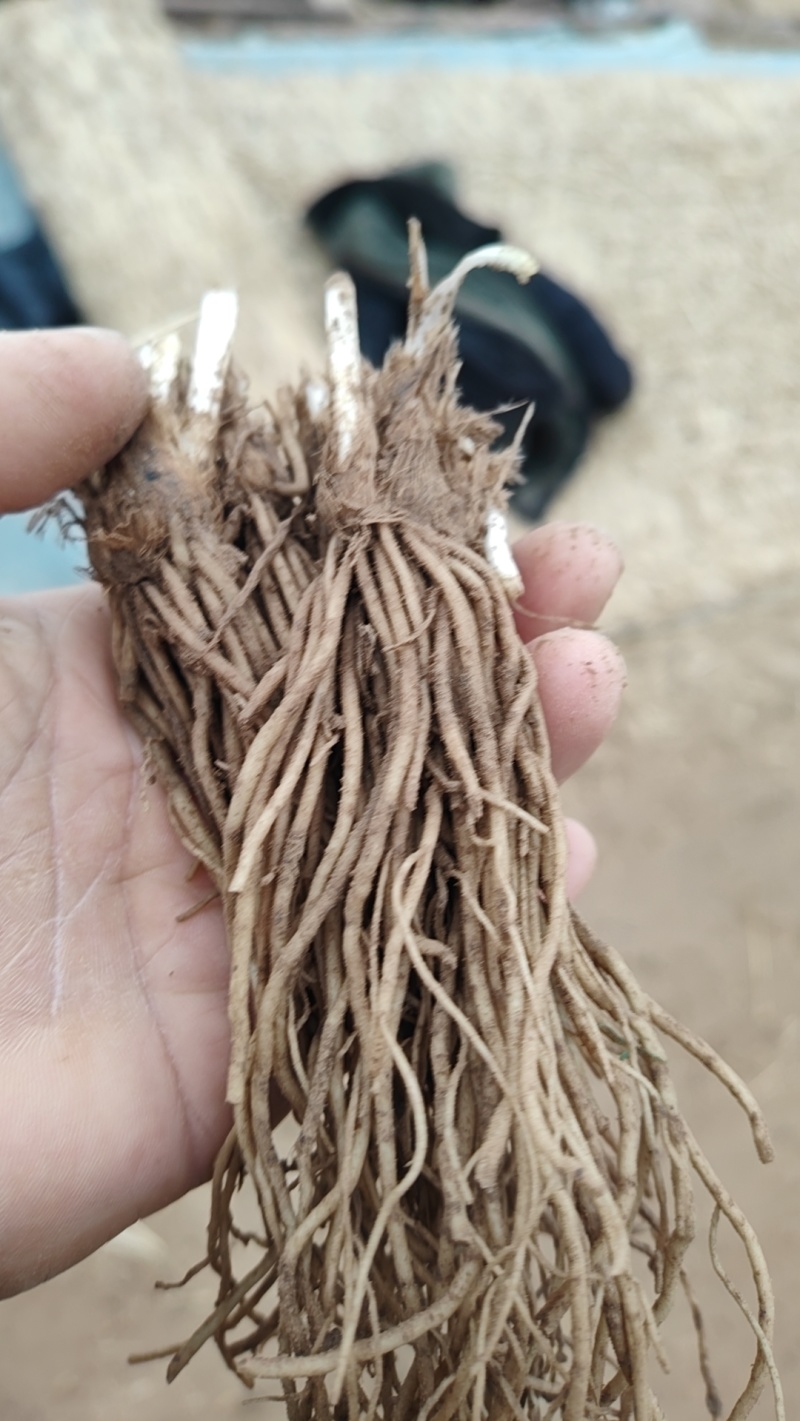 二茬韭菜根大量上市了欢迎各地客商采购