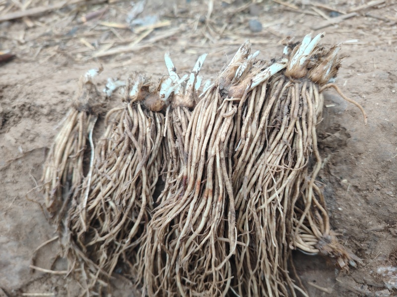 二茬韭菜根大量上市了欢迎各地客商采购